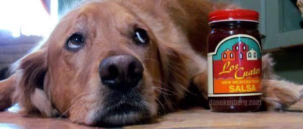 Ace, the Golden Retriever with Los Cuates Salsa